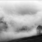 Baum mit Nebel