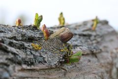 Baum mit neuen Trieben