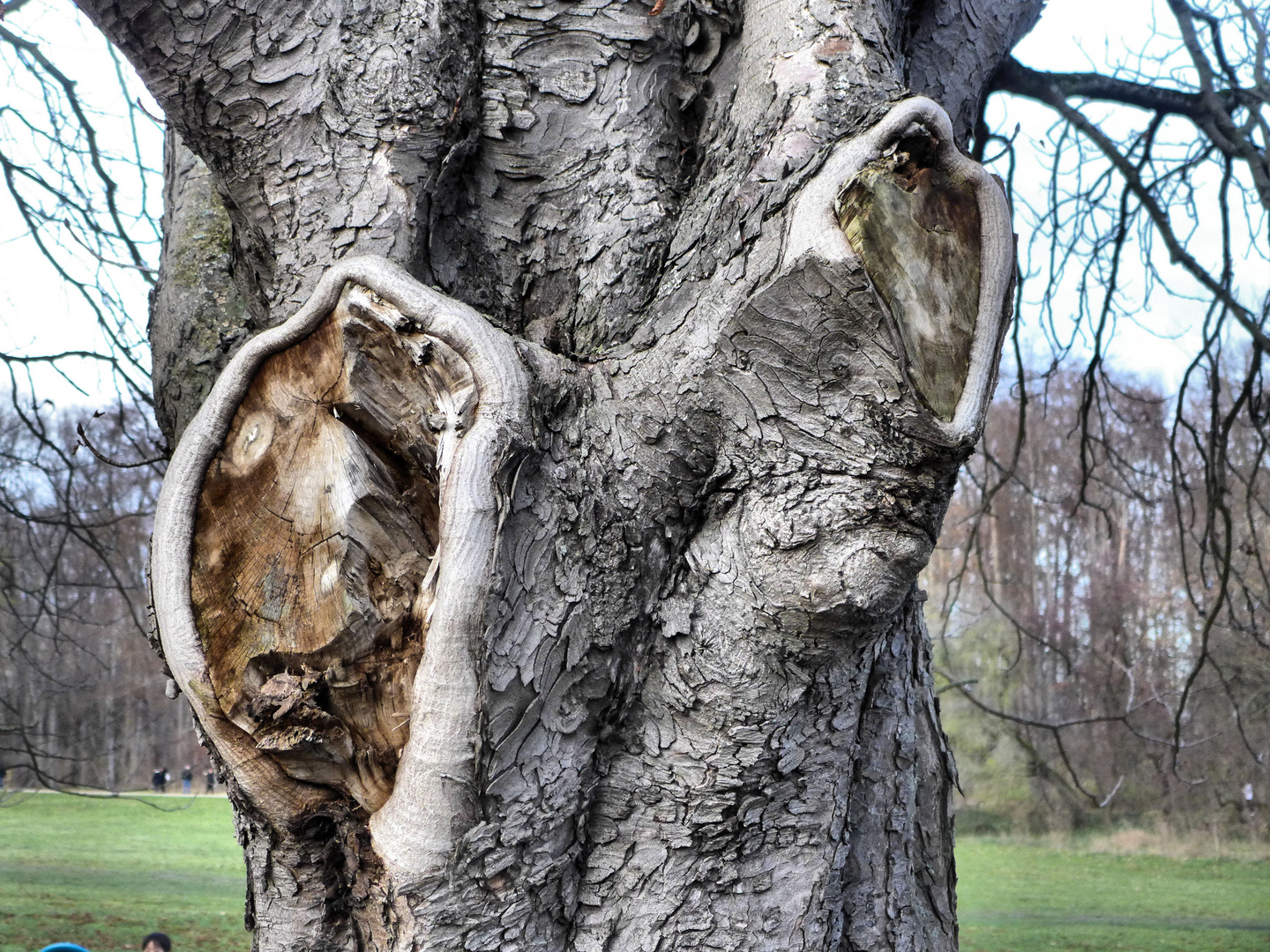 Baum mit Ohren