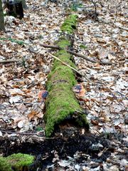 Baum mit Ohren, oder sind das die Augen?