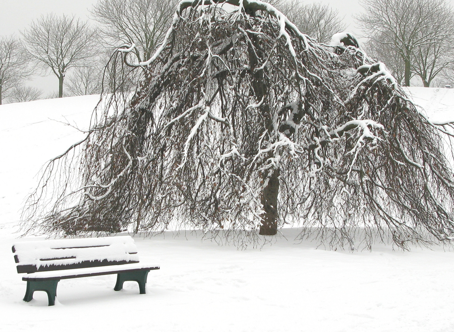 Baum mit Parkbank