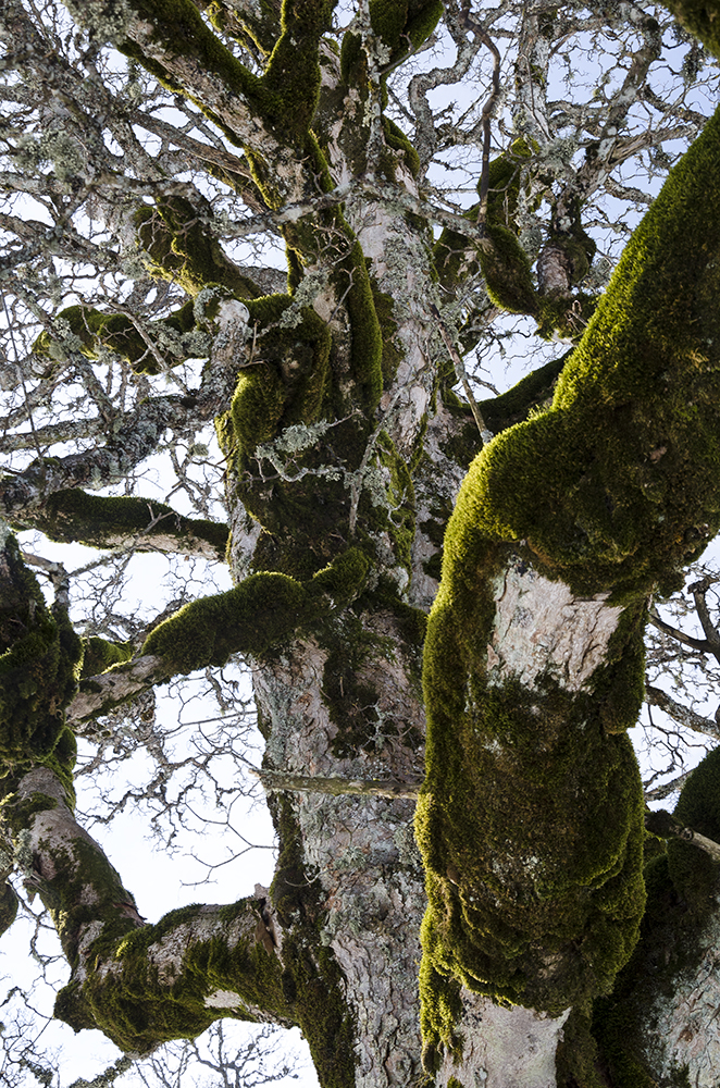 Baum mit Pelz