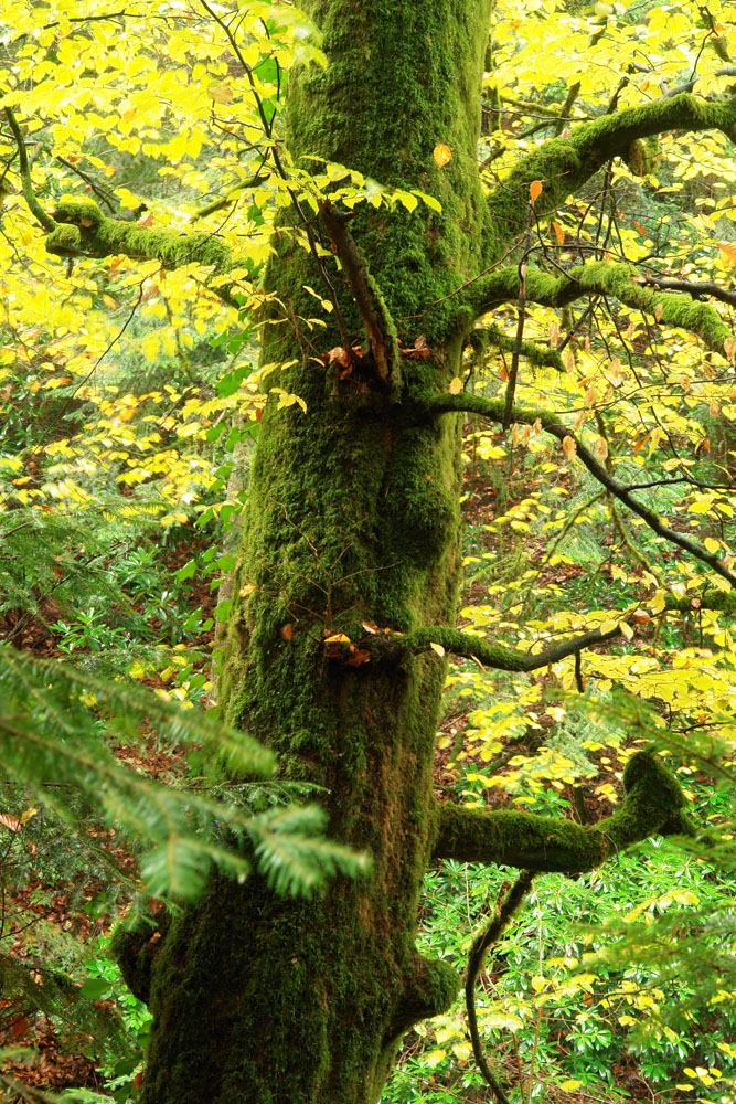 Baum mit Pelz