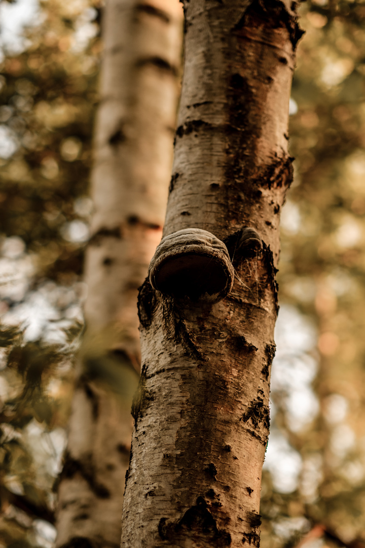 Baum mit Pilz