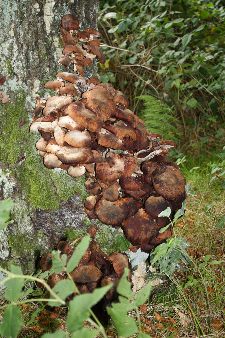 baum mit pilz