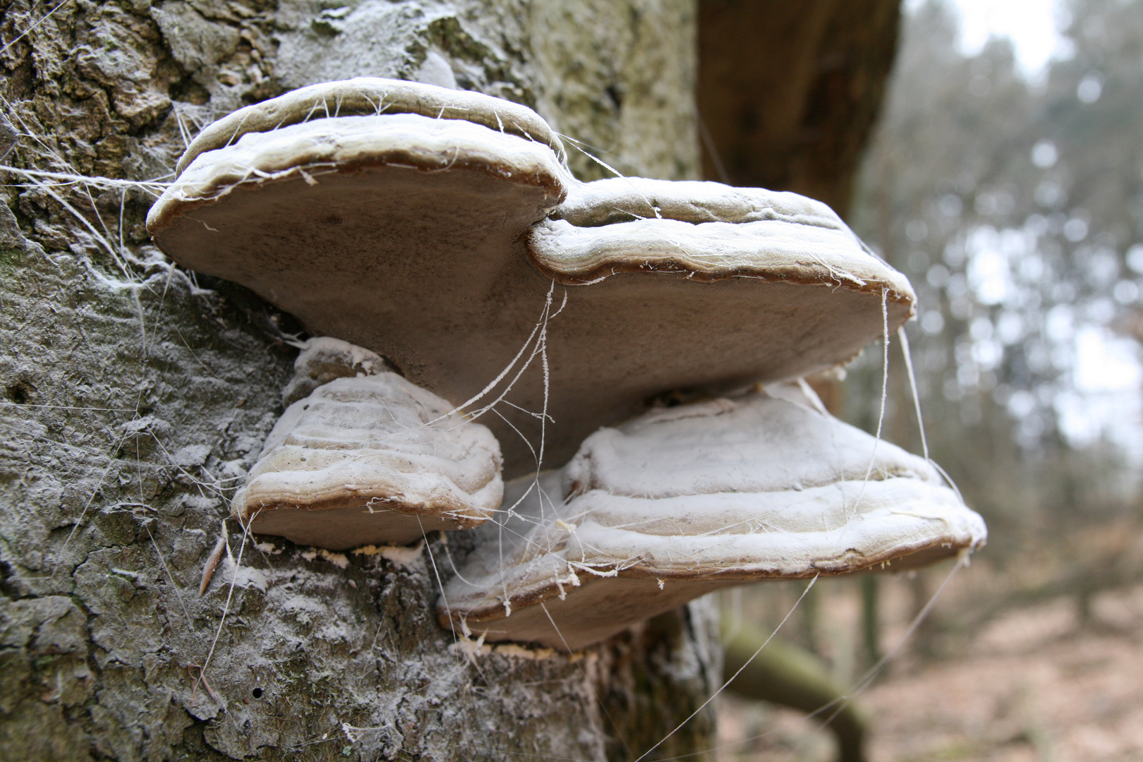 Baum mit Pilz