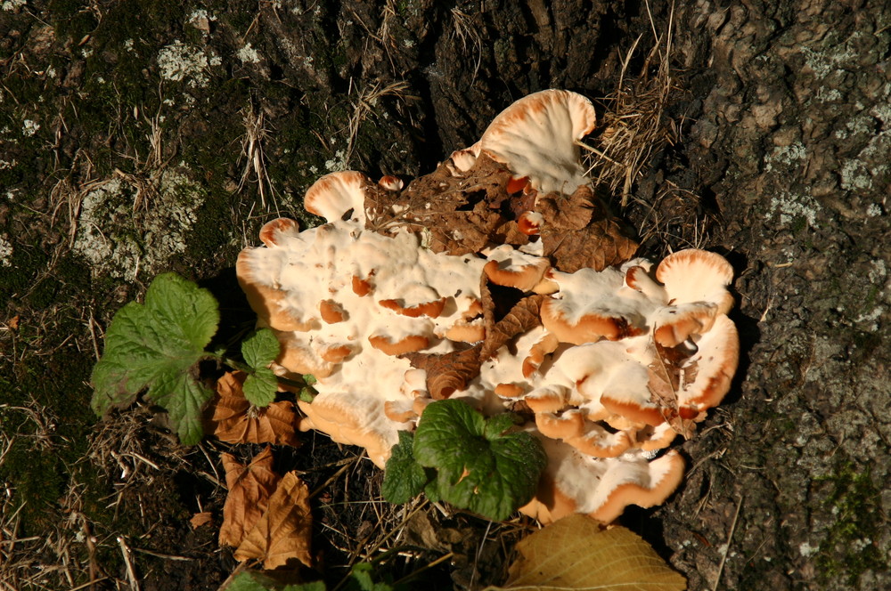 Baum mit Pilz - oder Pilz mit Baum