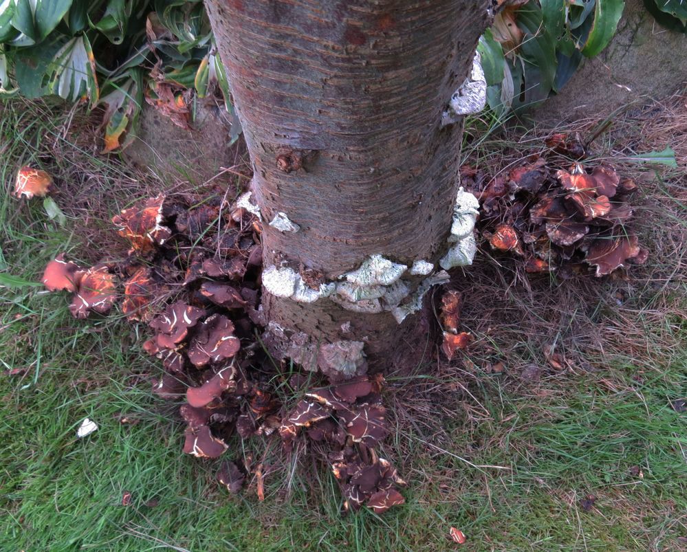 Baum mit Pilze