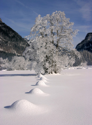 Baum mit Rauhreif