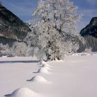 Baum mit Rauhreif