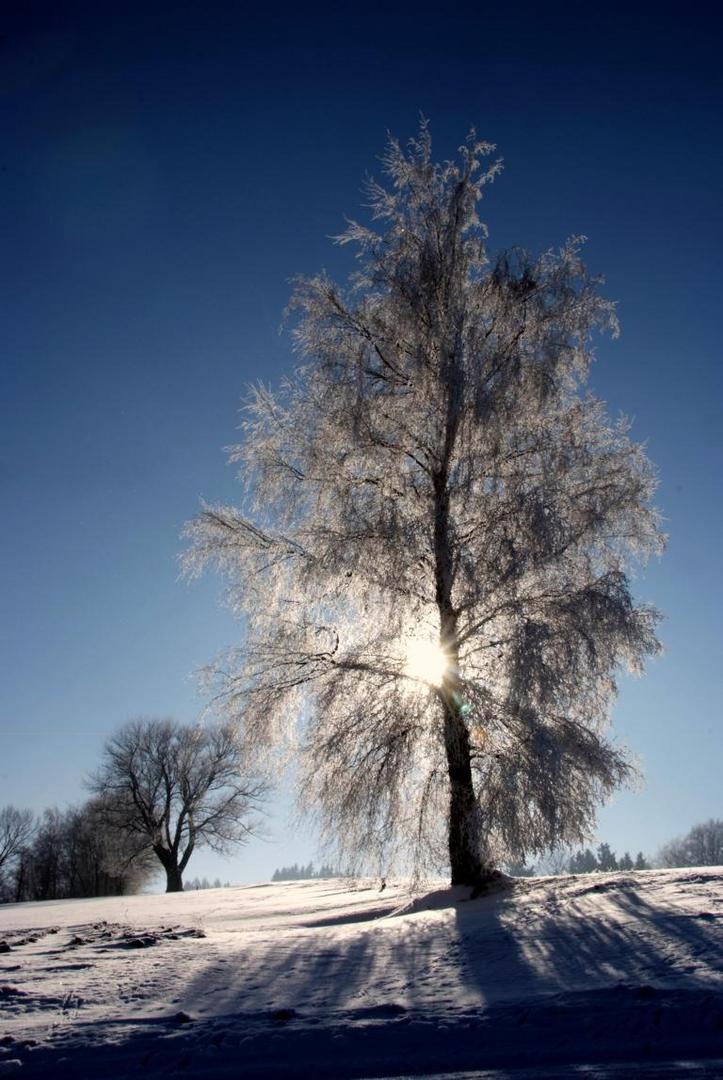 Baum mit Rauhreif