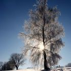 Baum mit Rauhreif