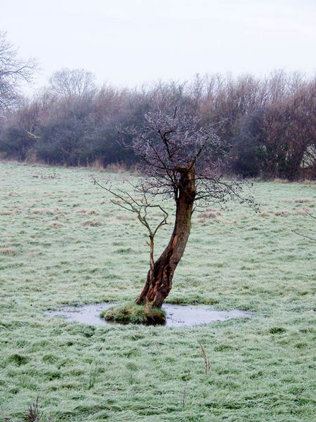 Baum mit Raureif