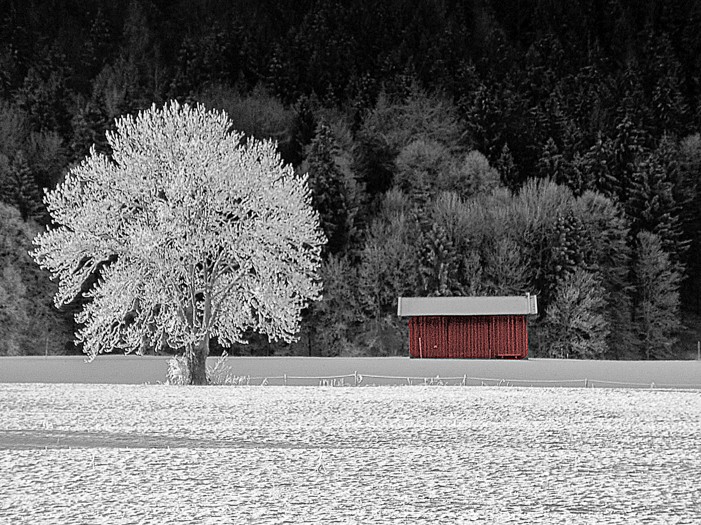 Baum mit Raureif