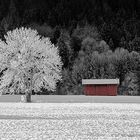 Baum mit Raureif