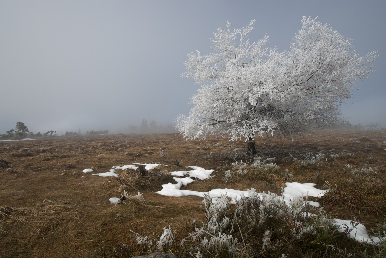 Baum mit Raureif