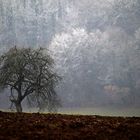 Baum mit Raureif-Hintergrund