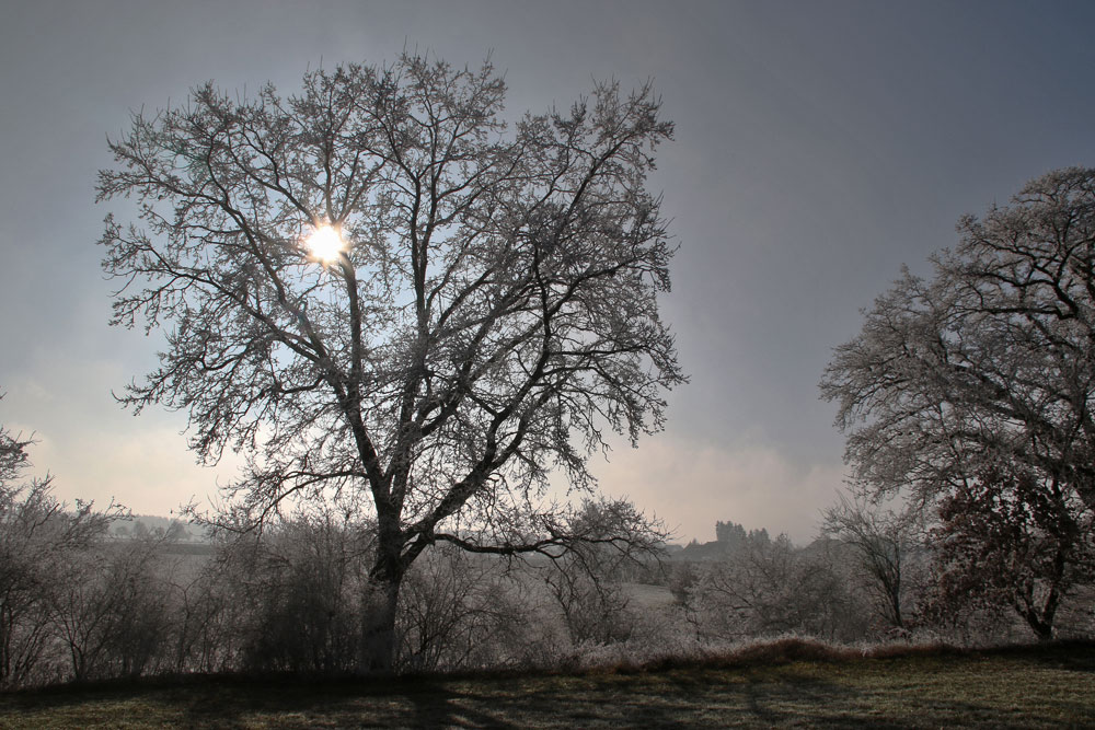 Baum mit Raureif im Gegenlicht