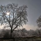 Baum mit Raureif im Gegenlicht