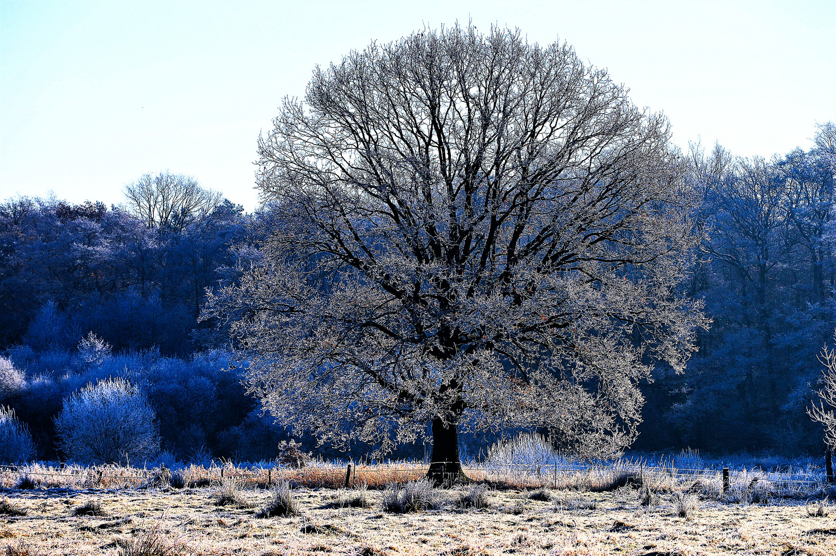 Baum mit Raureif überdeckt