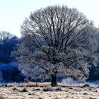 Baum mit Raureif überdeckt