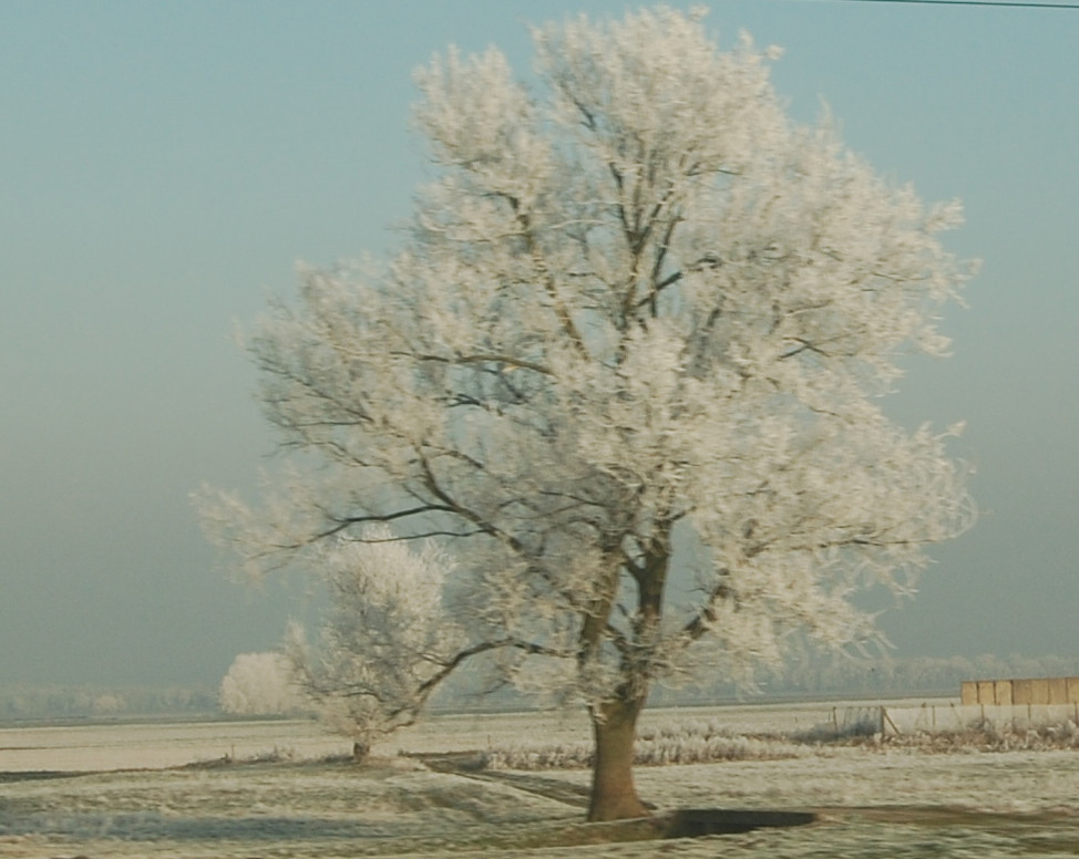 Baum mit Raureif vom fahrenden ICE aufgenommen