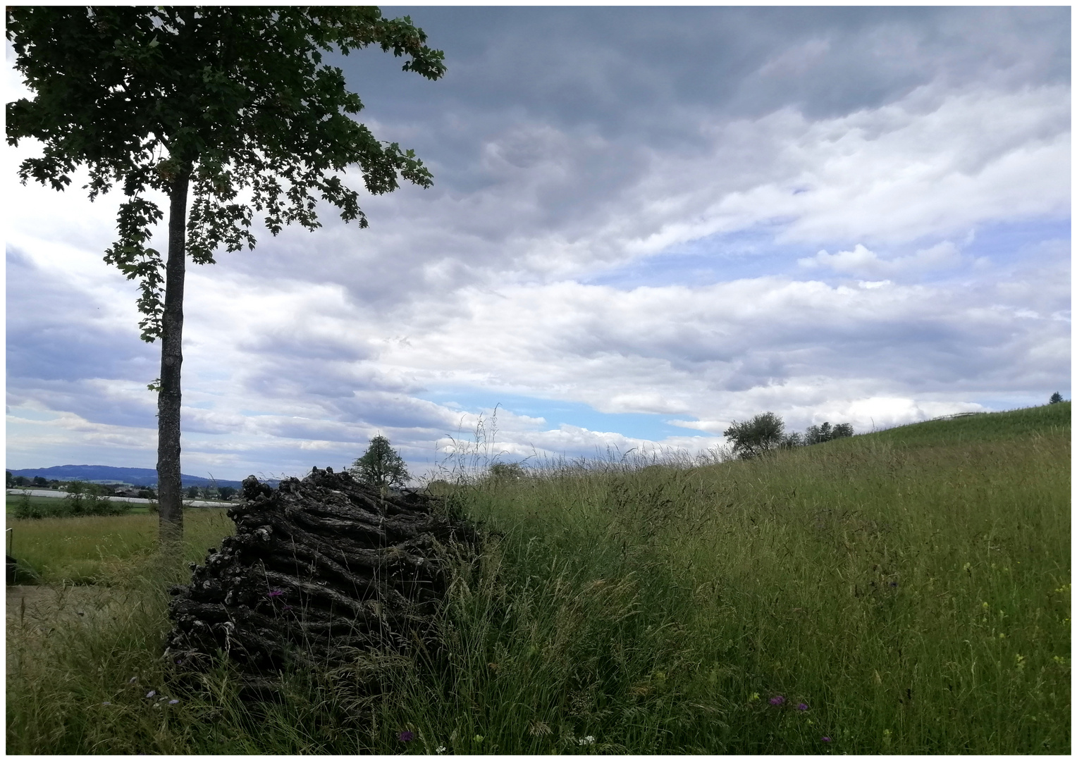 Baum mit Rebholz