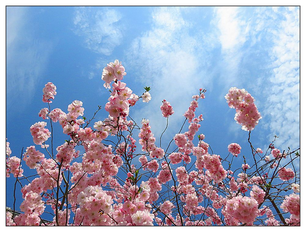 Baum mit rosa Blüten Foto & Bild blau, bäume, baum Bilder auf