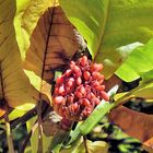 Baum mit roten Beeren