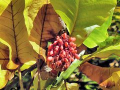 Baum mit roten Beeren