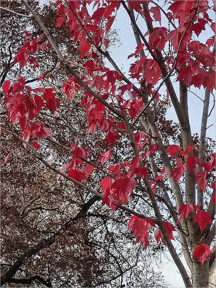 Baum mit roten Blättern