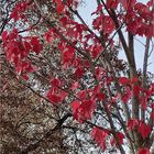 Baum mit roten Blättern