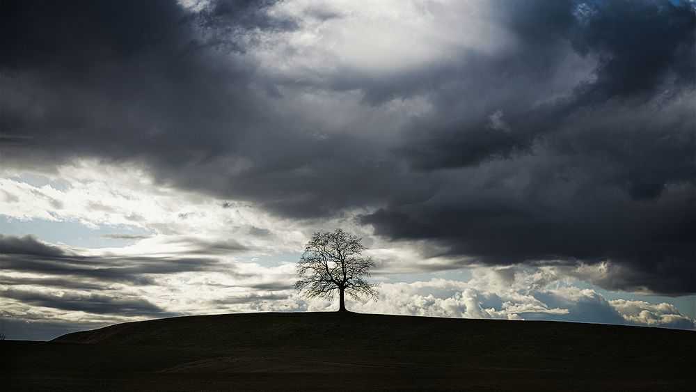 Baum mit Sabine