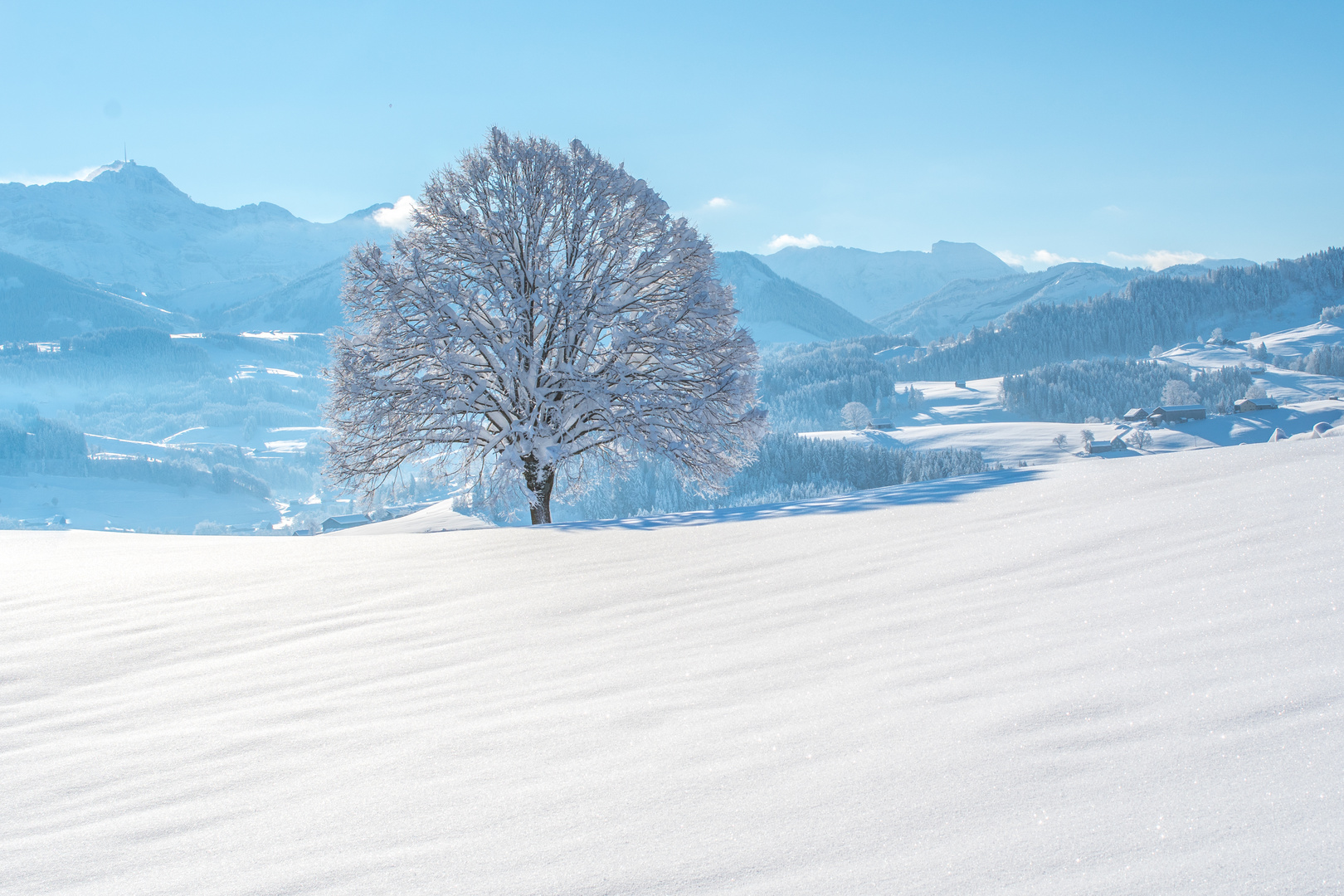 Baum mit Säntis Winter