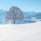 Baum mit Säntis Winter