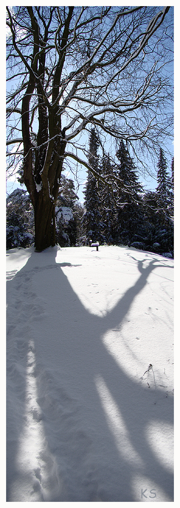 Baum mit Schatten