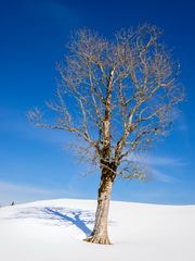 Baum mit Schatten