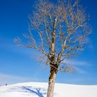 Baum mit Schatten