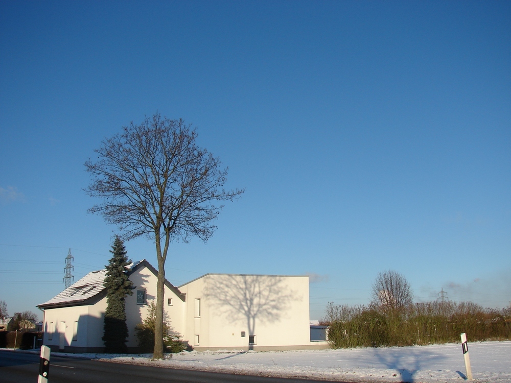 Baum mit Schatten