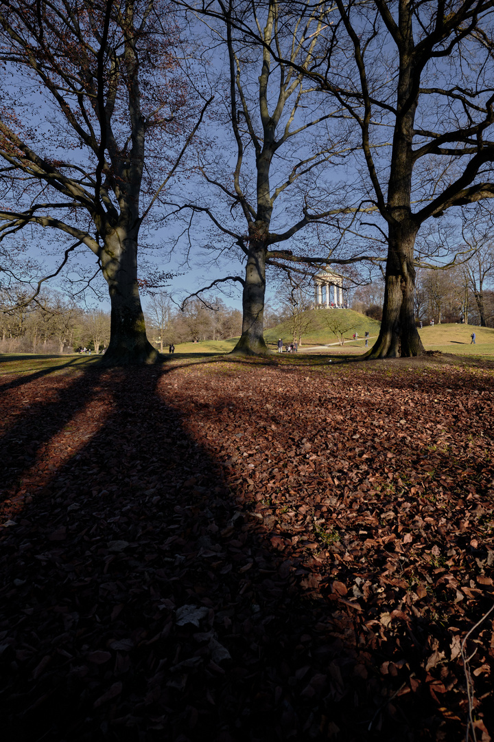 Baum mit Schatten