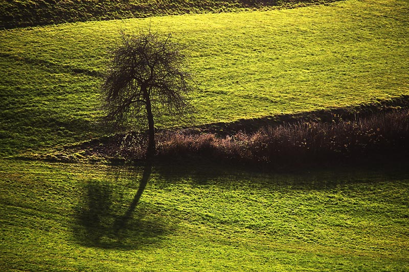 Baum mit Schattenwurf