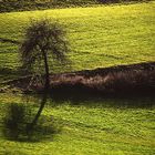 Baum mit Schattenwurf