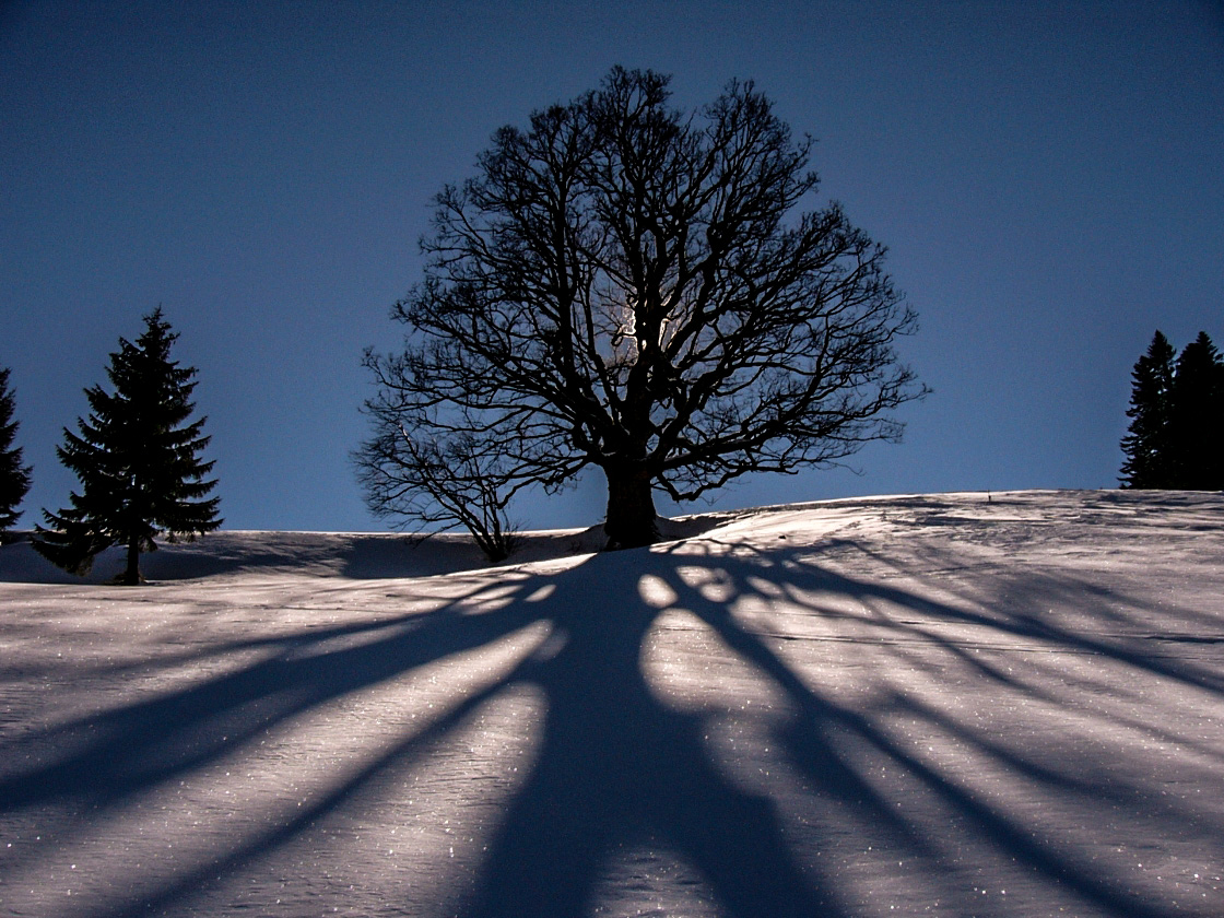 Baum mit Schattenwurzeln