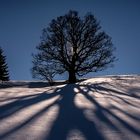 Baum mit Schattenwurzeln