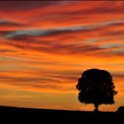 Baum mit Schaukel im Abendrot