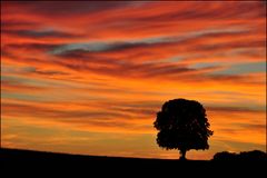 Baum mit Schaukel im Abendrot