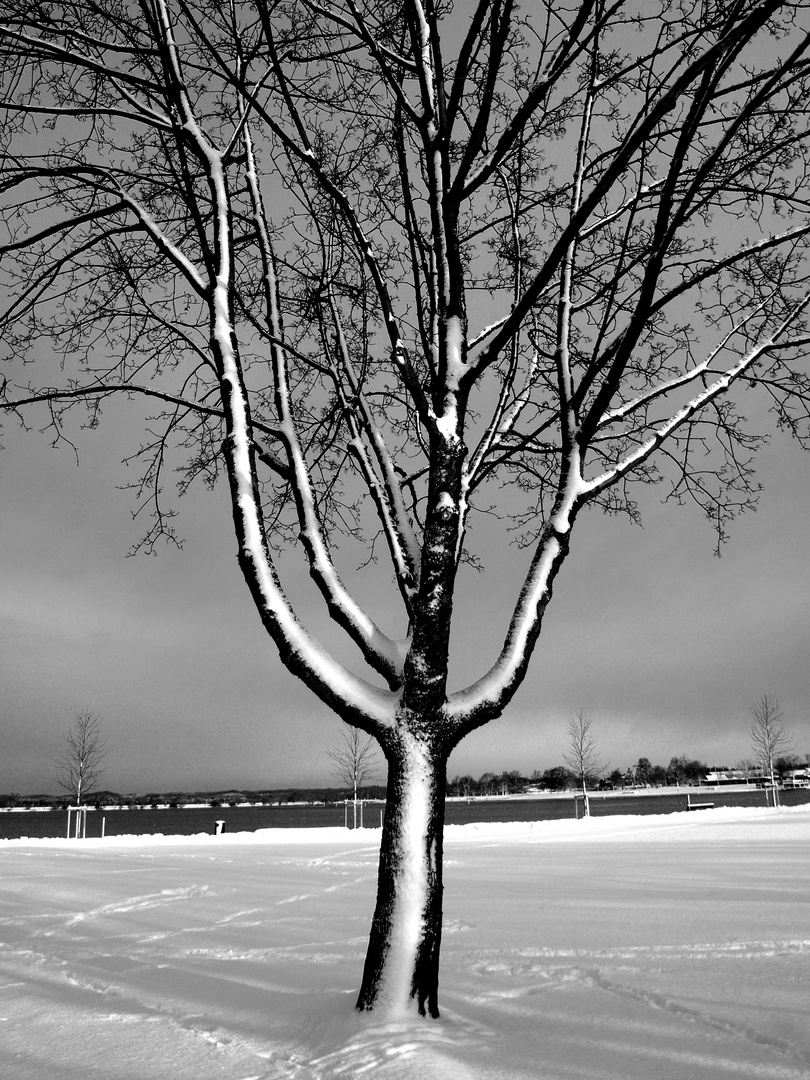 Baum mit Scheebefall