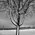 Baum mit Scheebefall