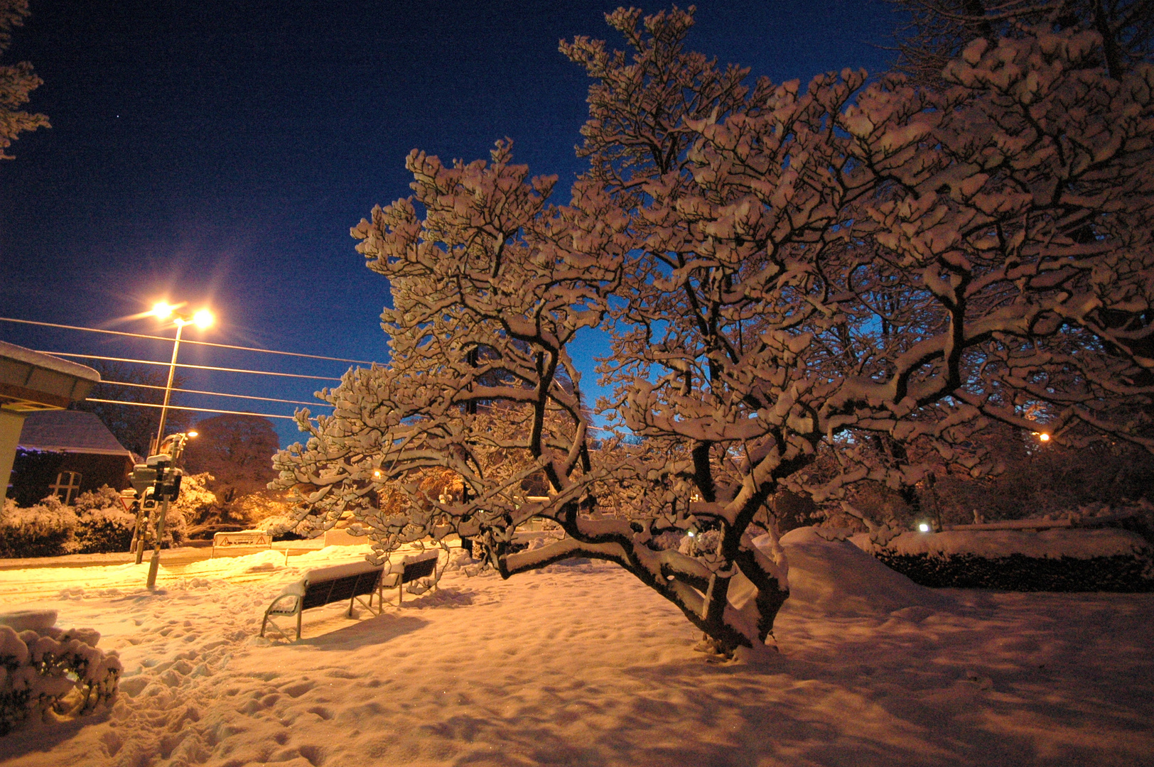 Baum mit Schnee