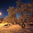 Baum mit Schnee